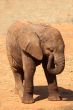 Baby Elephant