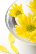 yellow flowers