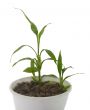 Young  green sprout isolated over white background