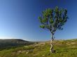 Lonely tree