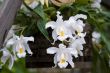 White orchids