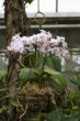 Basket of orchid