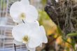 White orchid