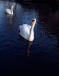 Mute Swans
