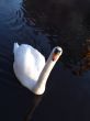 Mute Swan
