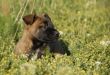puppy belgian shepherd
