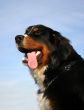 bernese mountain dog