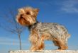miniature yorkshire terrier