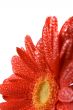 red gerbera