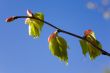 young leaves