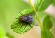 fly on green leaf