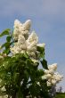 white lilac