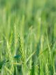 Wheat