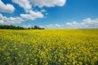 Field