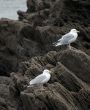Seagulls