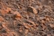 Soil