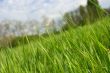 Grass