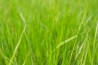 Grass