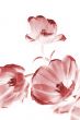Pink tulips