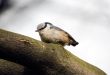 nuthatch close-up