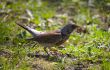 worm in a beak