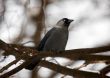jackdaw