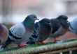 pigeons on railings