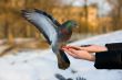 Pigeon on hand