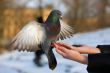 Pigeon on hand