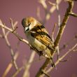 Sparrow