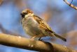Sparrow on a branch