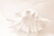 sea shell