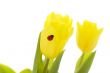 yellow tulips