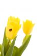 yellow tulips