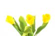 yellow tulips