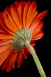 red gerbera