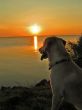 Dog watching sunset