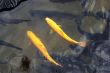 Two yellow trouts