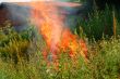 Fire in green grass