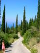 way between cypresses