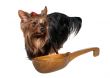 Yorkshire terrier and wooden spoon