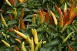 Thai Chilli Pepper Plant