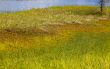 Marshy coast