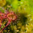 sundew