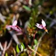 Blossoming cranberry