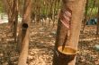 Rubber trees