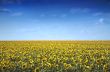 Sunflowers Field