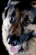 dog on black closeup