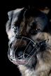 dog on black macro
