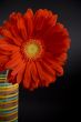 red gerbera